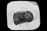 Bargain, Paralejurus Trilobite - Morocco #126919-1